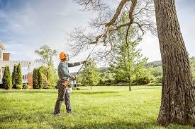 Best Emergency Tree Removal  in Ridgefield Park, NJ