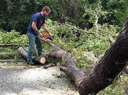 Ridgefield Park, NJ Tree Care Company