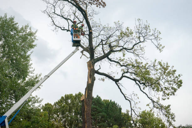 Best Commercial Tree Services  in Ridgefield Park, NJ